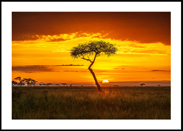África primordial Póster