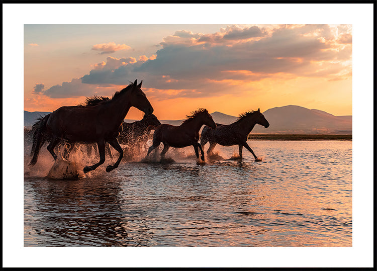 CABALLOS DE AGUA Póster