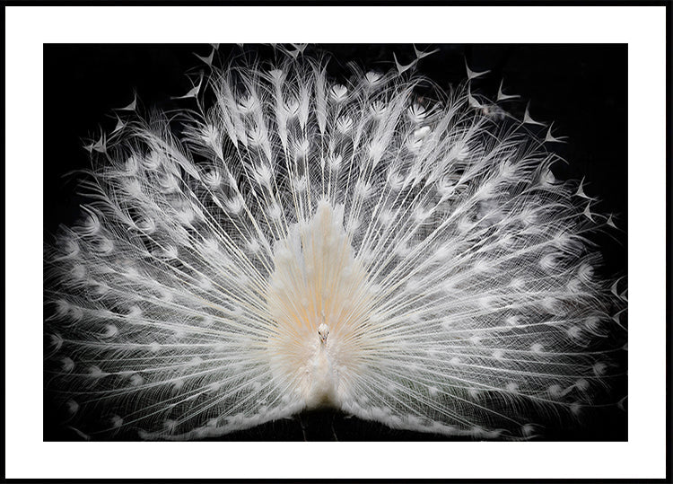 blanco y negro, Póster