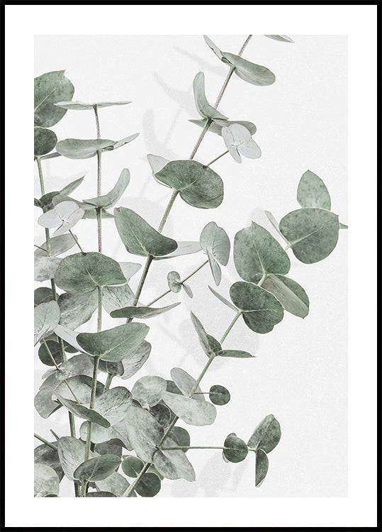 Eucalipto No.2 Póster