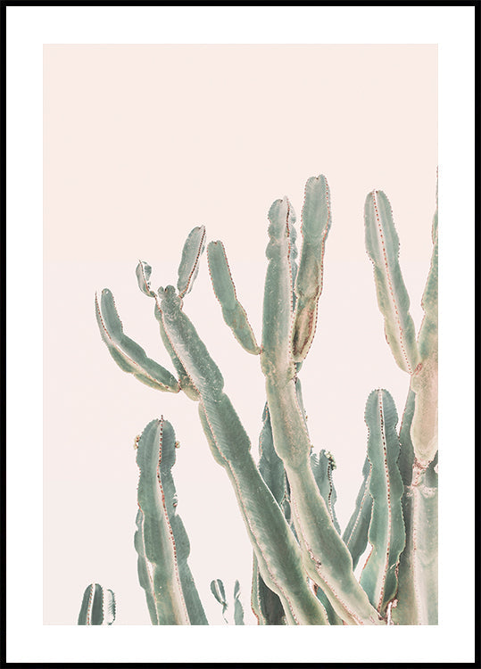cactus del amanecer