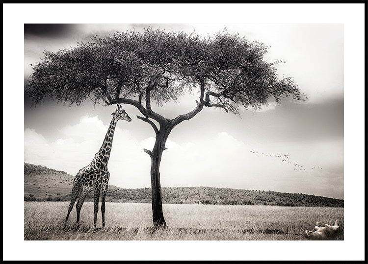 Póster Bajo el sol africano