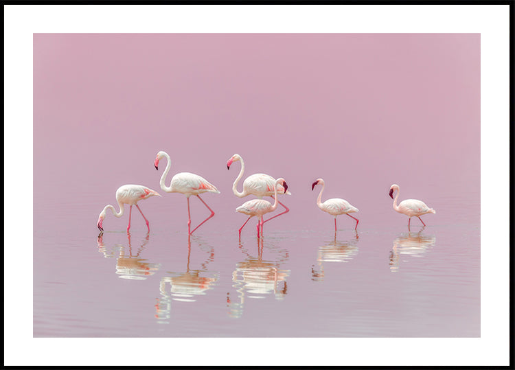 Flamencos Póster