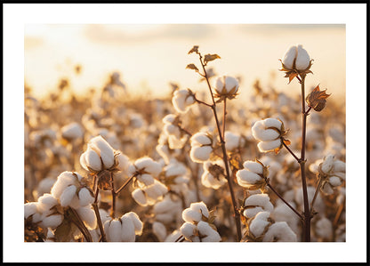 Póster Flores de algodón al atardecer