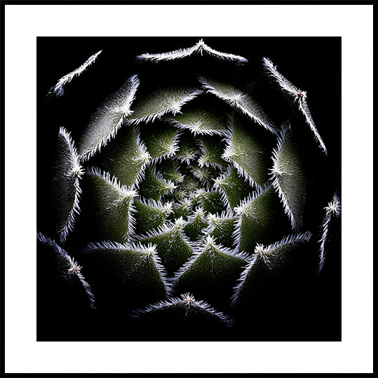 Roseta Sempervivum Póster