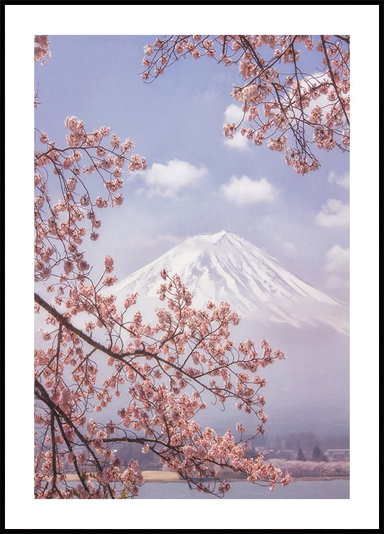 Monte Fuji en las flores de cerezo Póster