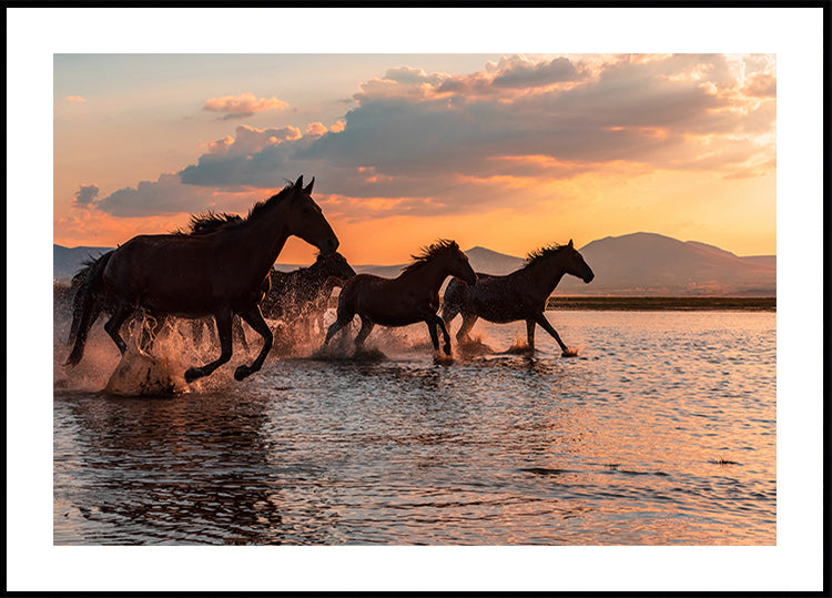 CABALLOS DE AGUA