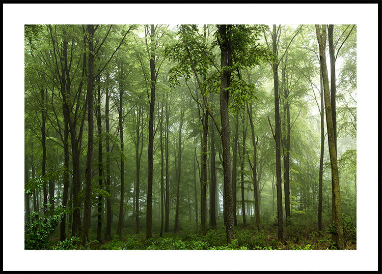 Bosque...