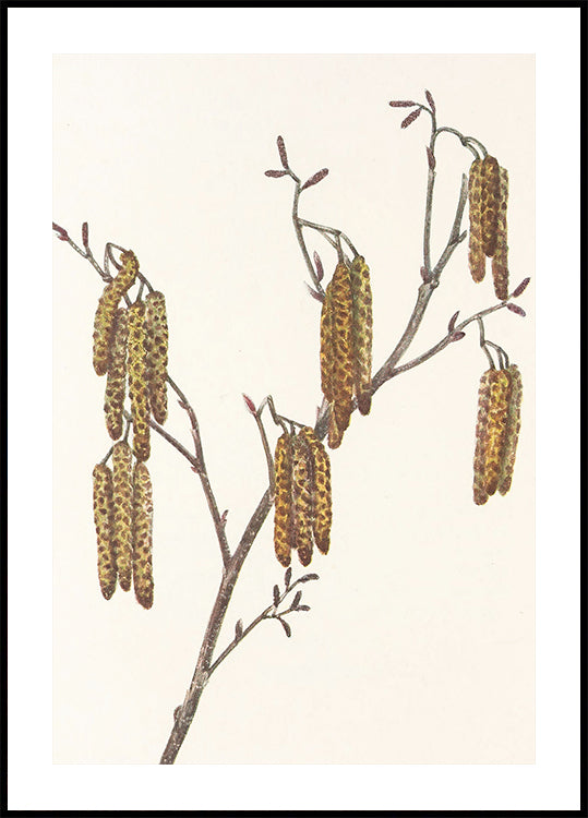 Hazel Alder (alnus regosa) de flores silvestres de América del Norte (1925) de Mary Vaux Walcott. Póster