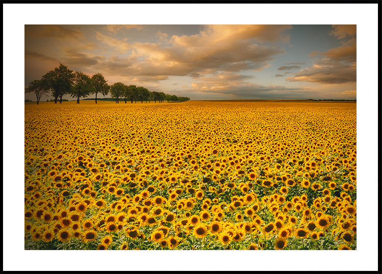 Girasoles