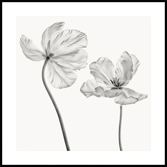 Mismo tulipán Póster