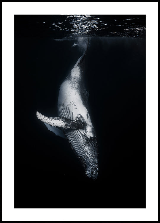 Ballena Negra Póster