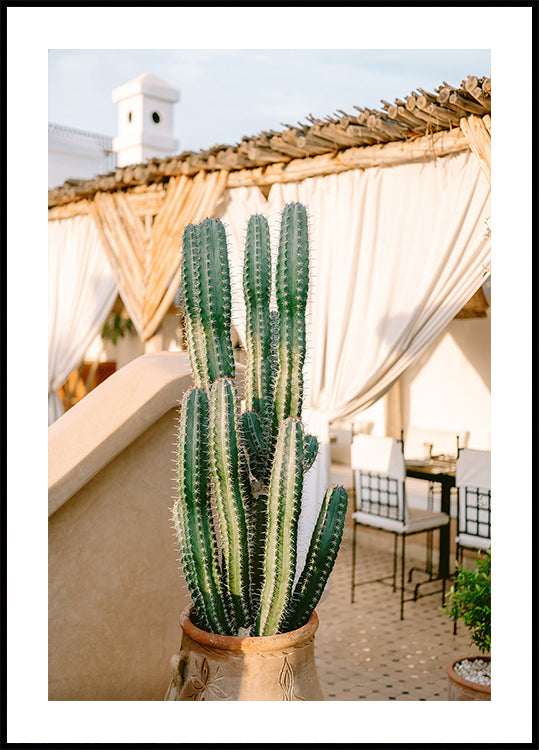 Cactus en la azotea | Póster de fotografía de viajes de Marruecos
