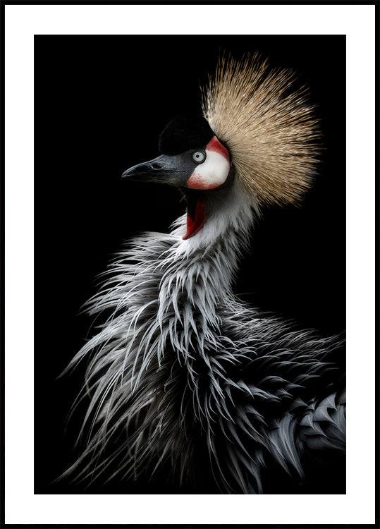 Retrato de la grulla coronada