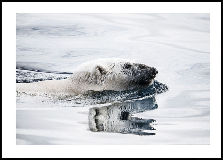 Polar Bear Swimming Plakat - Posterbox.dk
