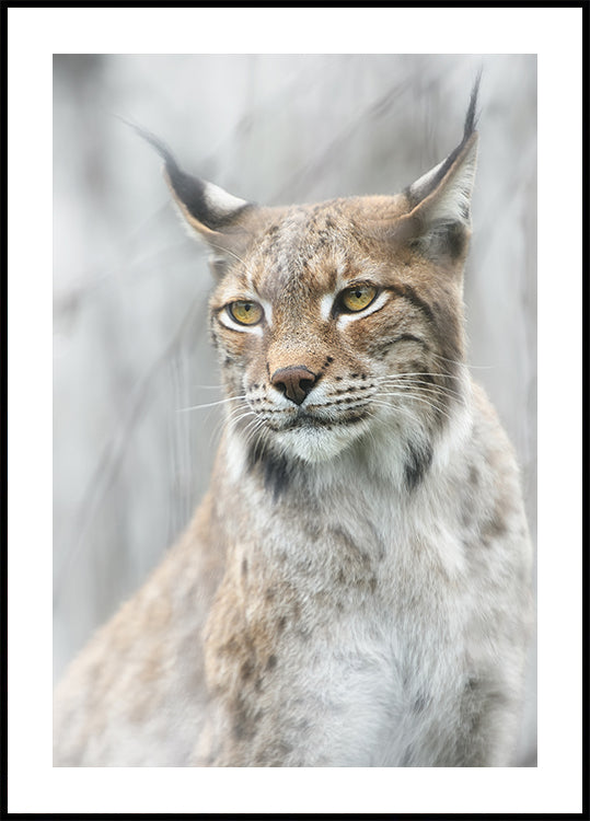 Póster Retrato de lince en la niebla