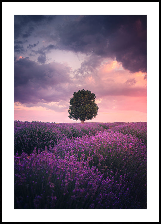Póster Campos de lavanda, Isparta
