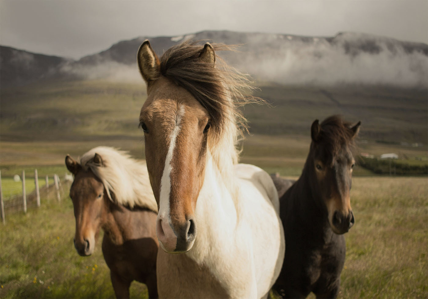 Graceful Horses Plakat - Posterbox.dk