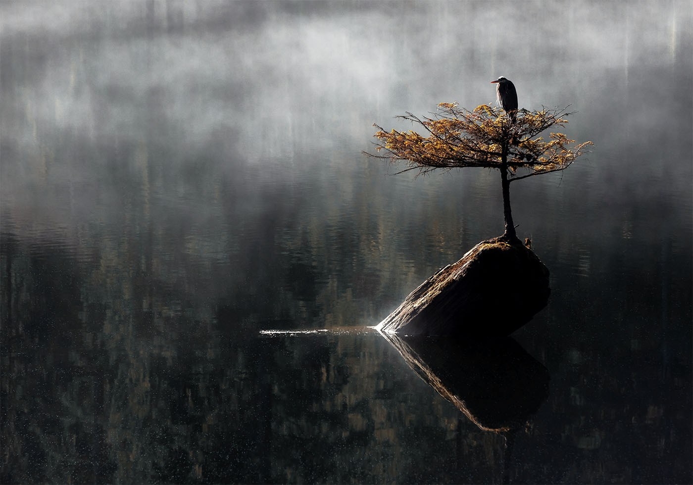 Heron Sitting On The Bonsai Tree Plakat - Posterbox.dk