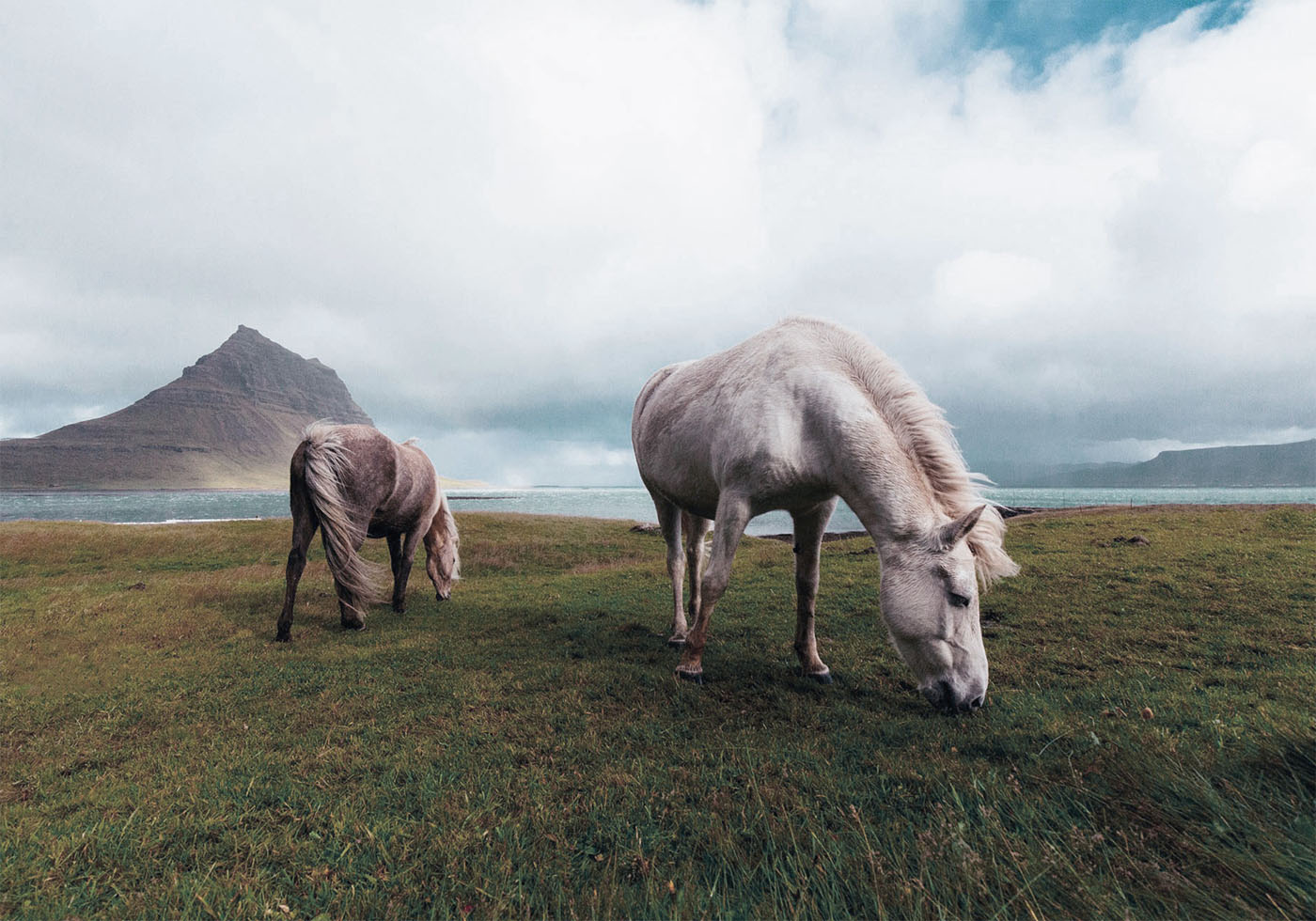 Horses by A Lake Plakat - Posterbox.dk