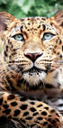 Leopard Portrait Poster - Posterbox.dk