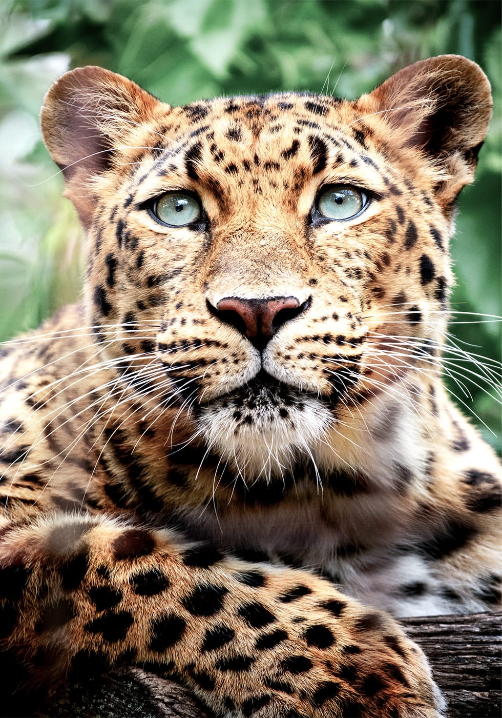 Leopard Portrait Poster - Posterbox.dk