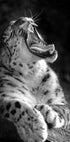 Majestic Leopard Roar Plakat - Posterbox.dk