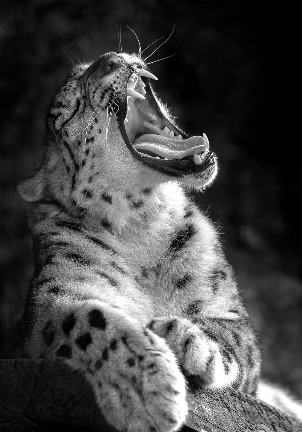 Majestic Leopard Roar Plakat - Posterbox.dk