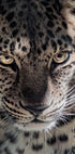 Leopard Plakat - Posterbox.dk