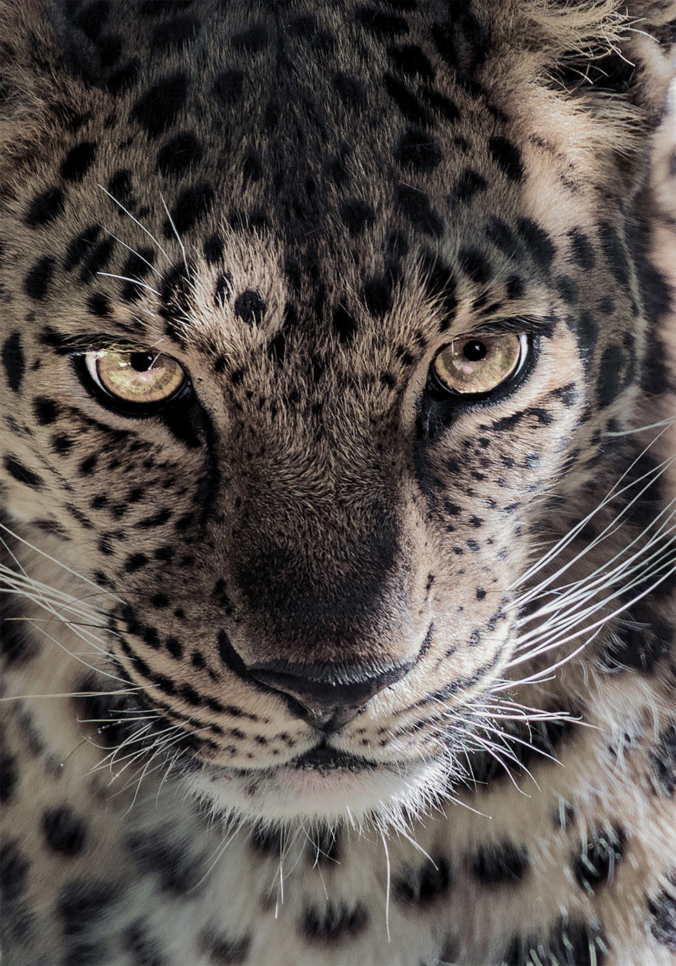 Leopard Plakat - Posterbox.dk