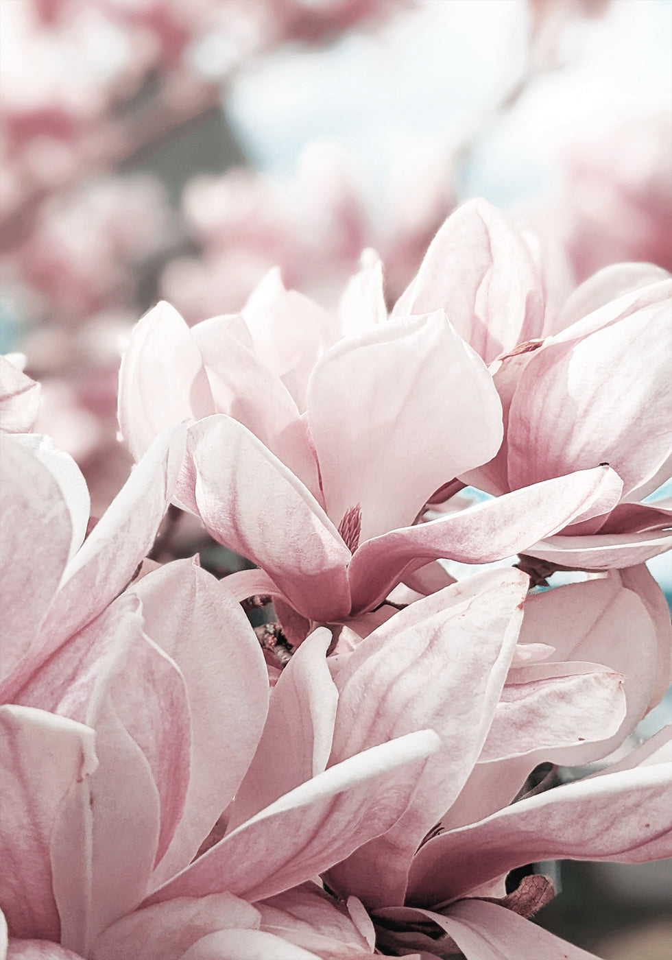 Magnolia Blossom Plakat - Posterbox.dk