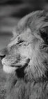 Male Lion Profile Plakat - Posterbox.dk