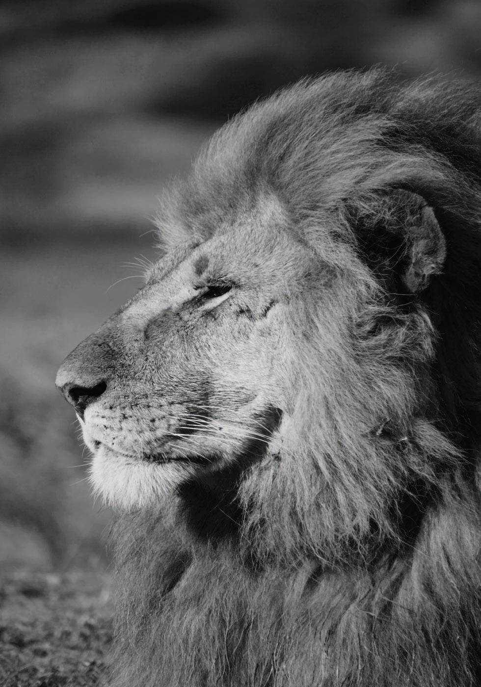 Male Lion Profile Plakat - Posterbox.dk