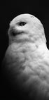 Snowy Owl in Black and White Plakat - Posterbox.dk