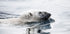 Polar Bear Swimming Plakat - Posterbox.dk
