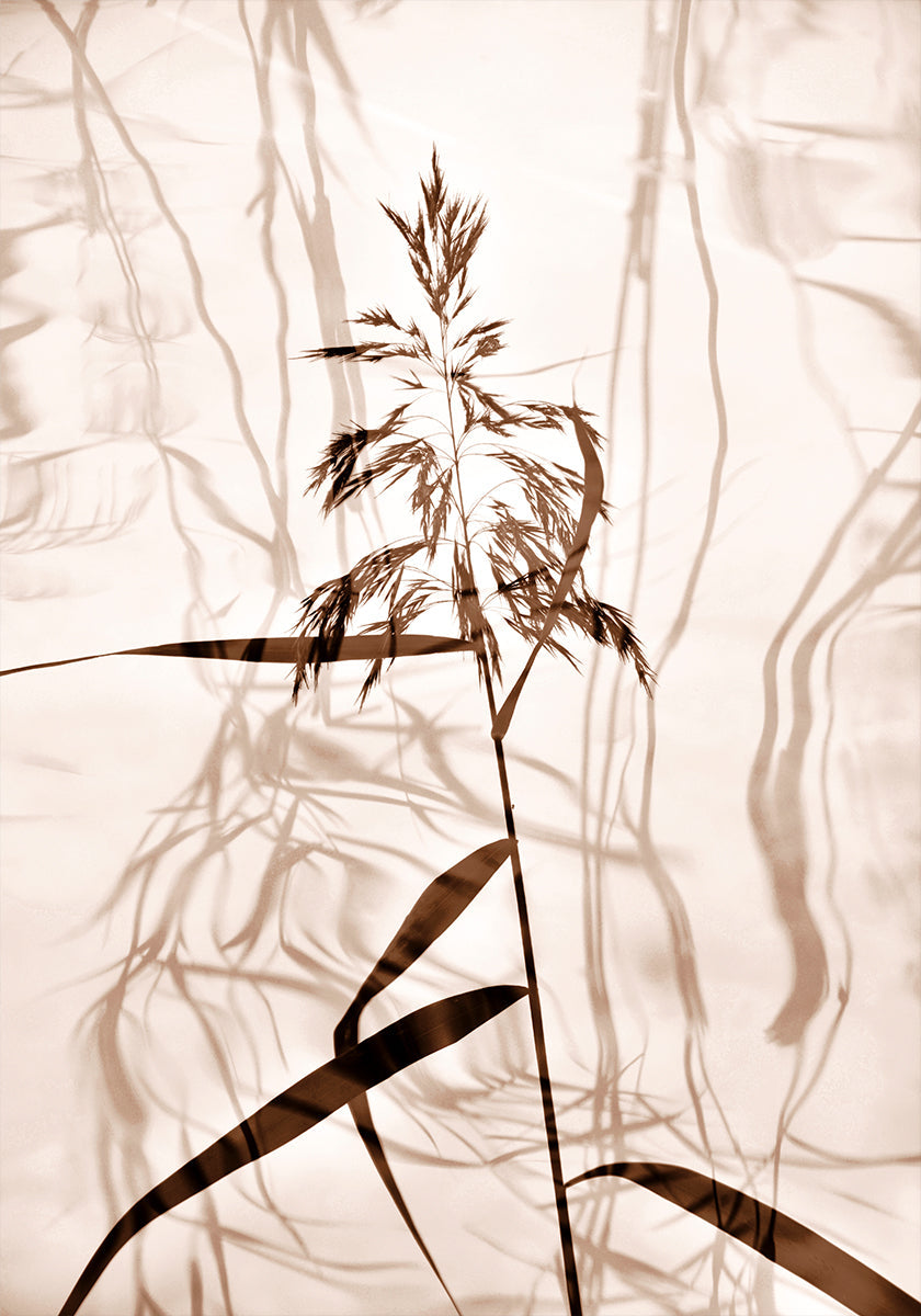 Reflexión de caña Póster