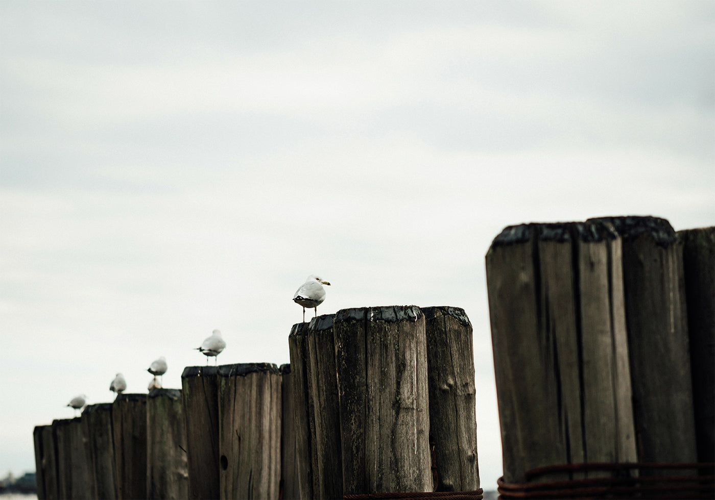 Seagulls Harbor Plakat - Posterbox.dk