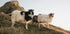 Sheep of Iceland Plakat - Posterbox.dk