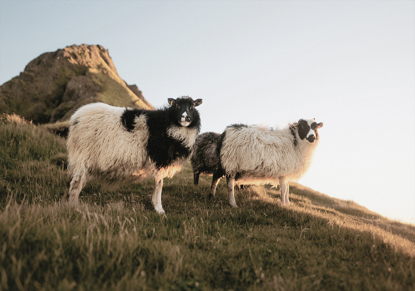 Sheep of Iceland Plakat - Posterbox.dk