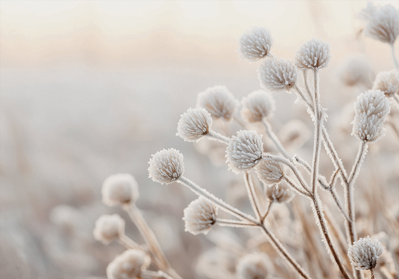 Póster de flores silvestres de invierno heladas