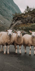 Three Sheep in Mountain Landscape Plakat - Posterbox.dk