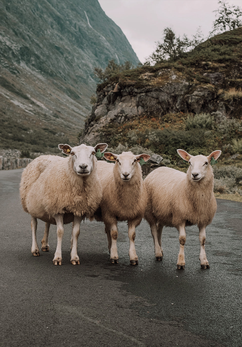 Three Sheep in Mountain Landscape Plakat - Posterbox.dk