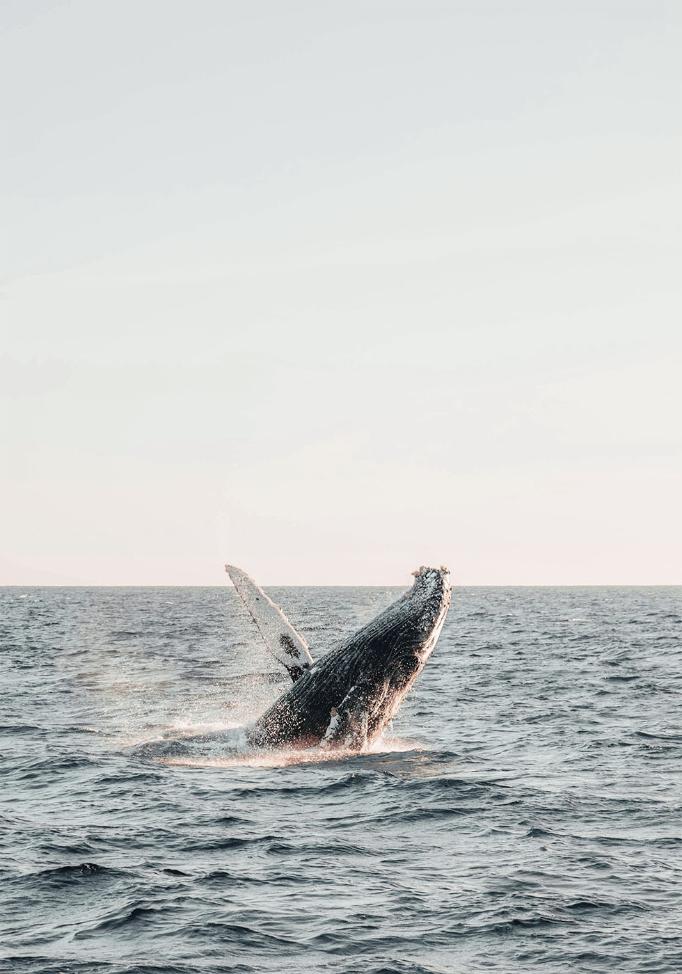 Whale Jumps Out of The Water Plakat - Posterbox.dk