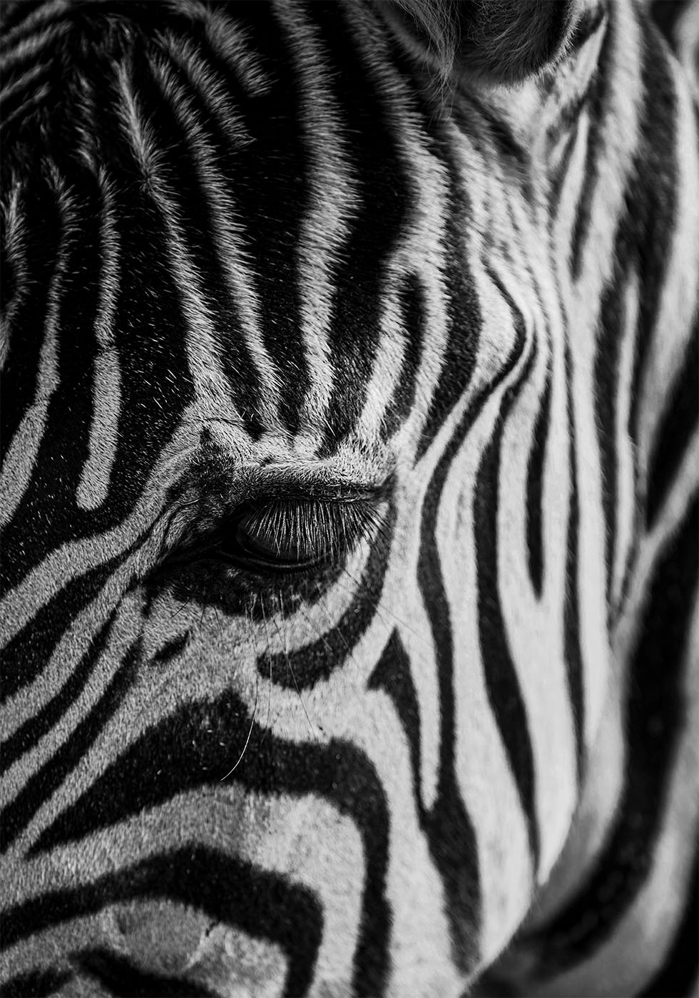 Zebra Eye Plakat - Posterbox.dk