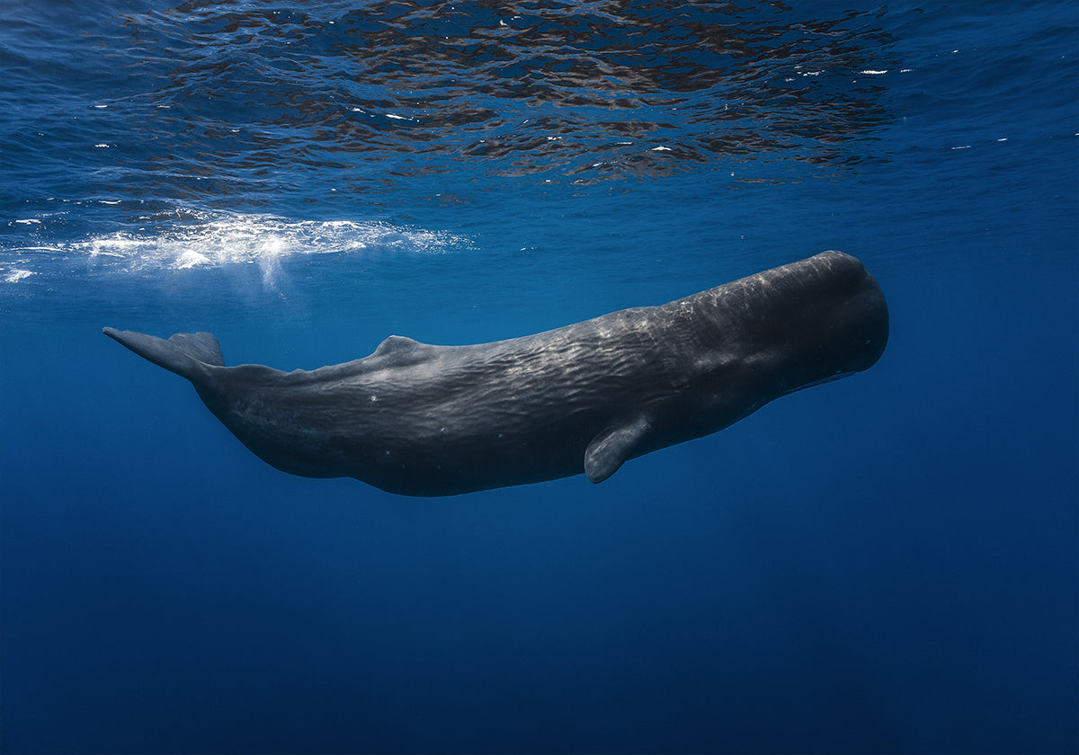 Sperm whale - Posterbox