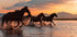 WATER HORSES - Posterbox