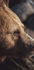 Bear in Profile Plakat - Posterbox.dk
