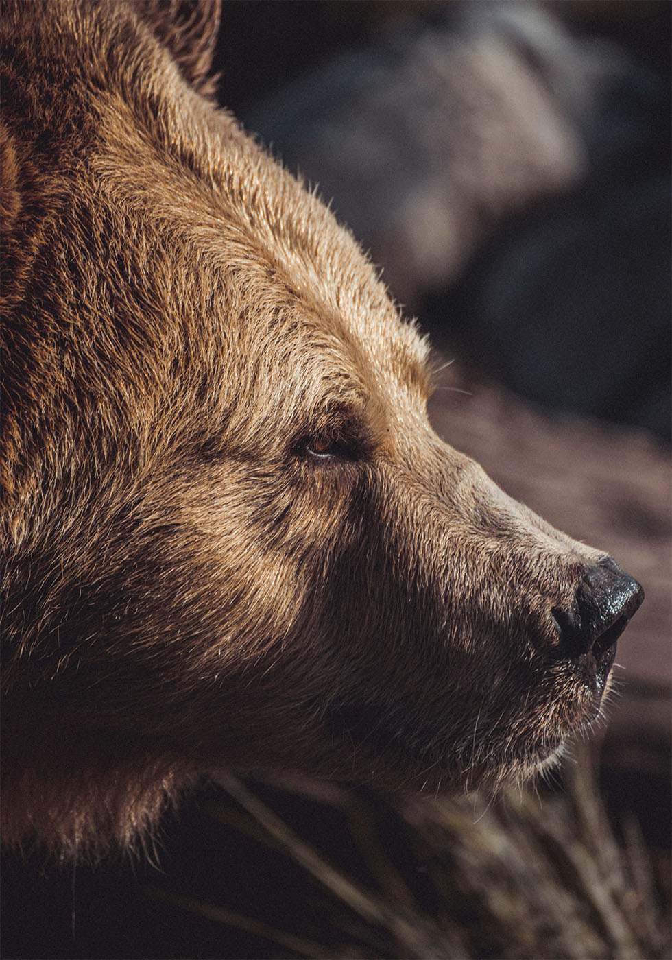 Bear in Profile Plakat - Posterbox.dk