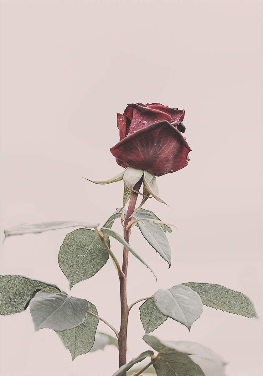 Rose Plakat