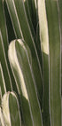 Cactus Plakat - Posterbox.dk